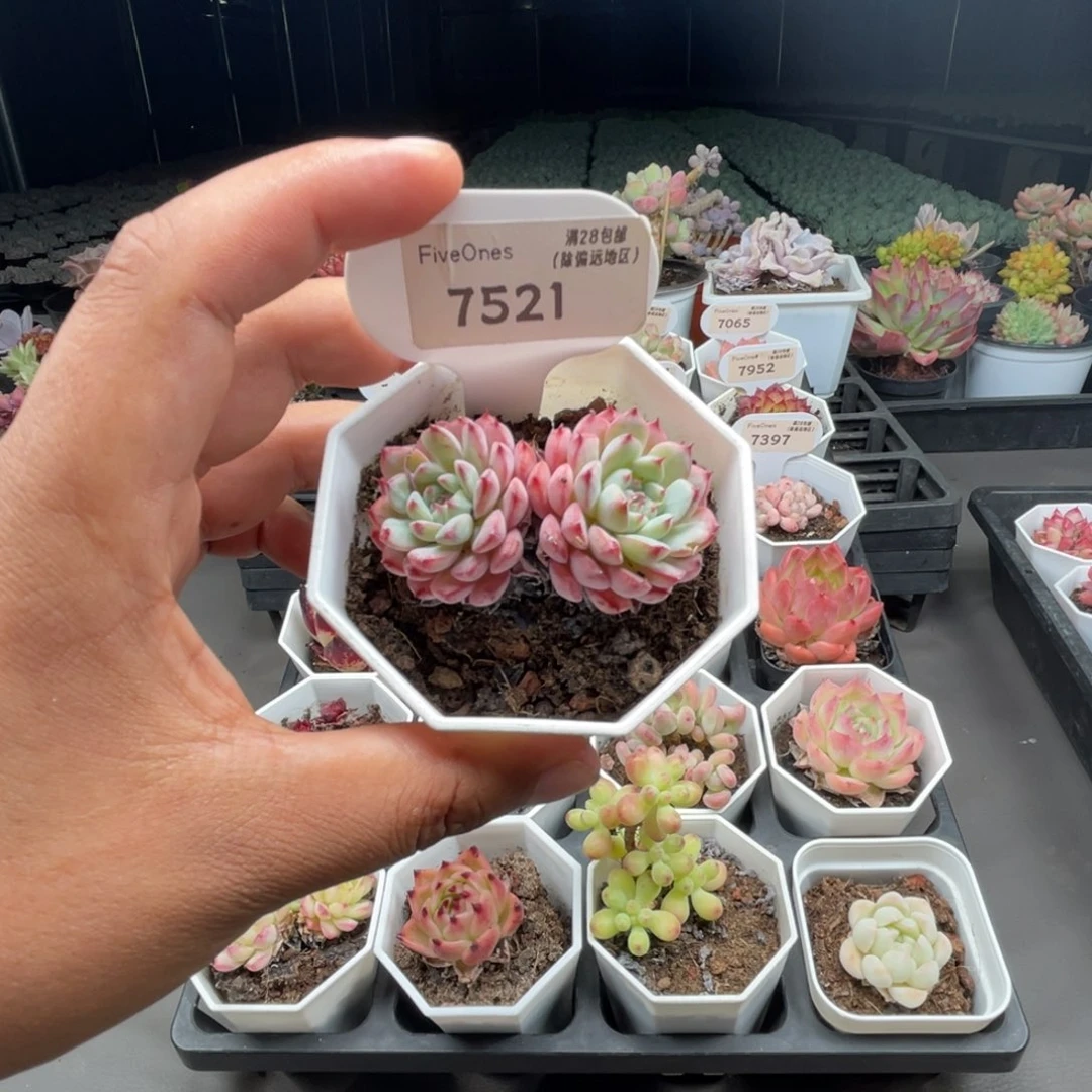 7521白姬莲5.0厘米
