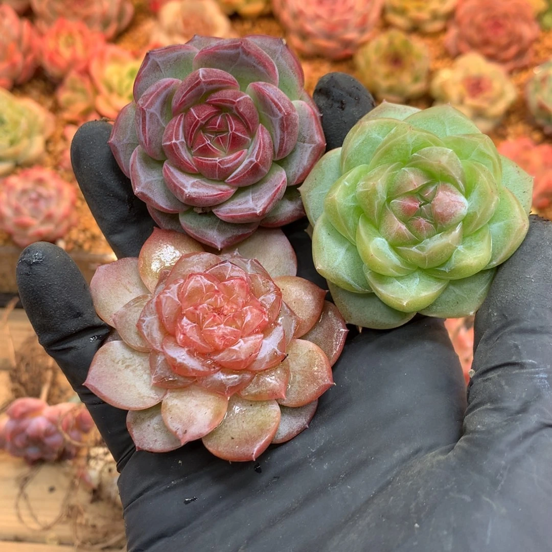 懒羊羊精品多肉一物一拍