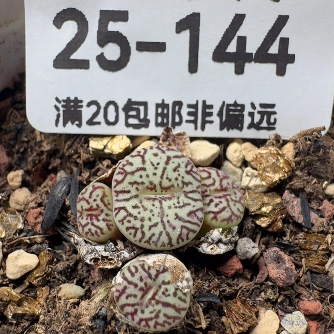 墨带盆土。
