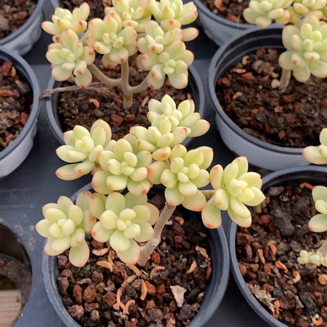 03糖果米奇锦，多肉植物