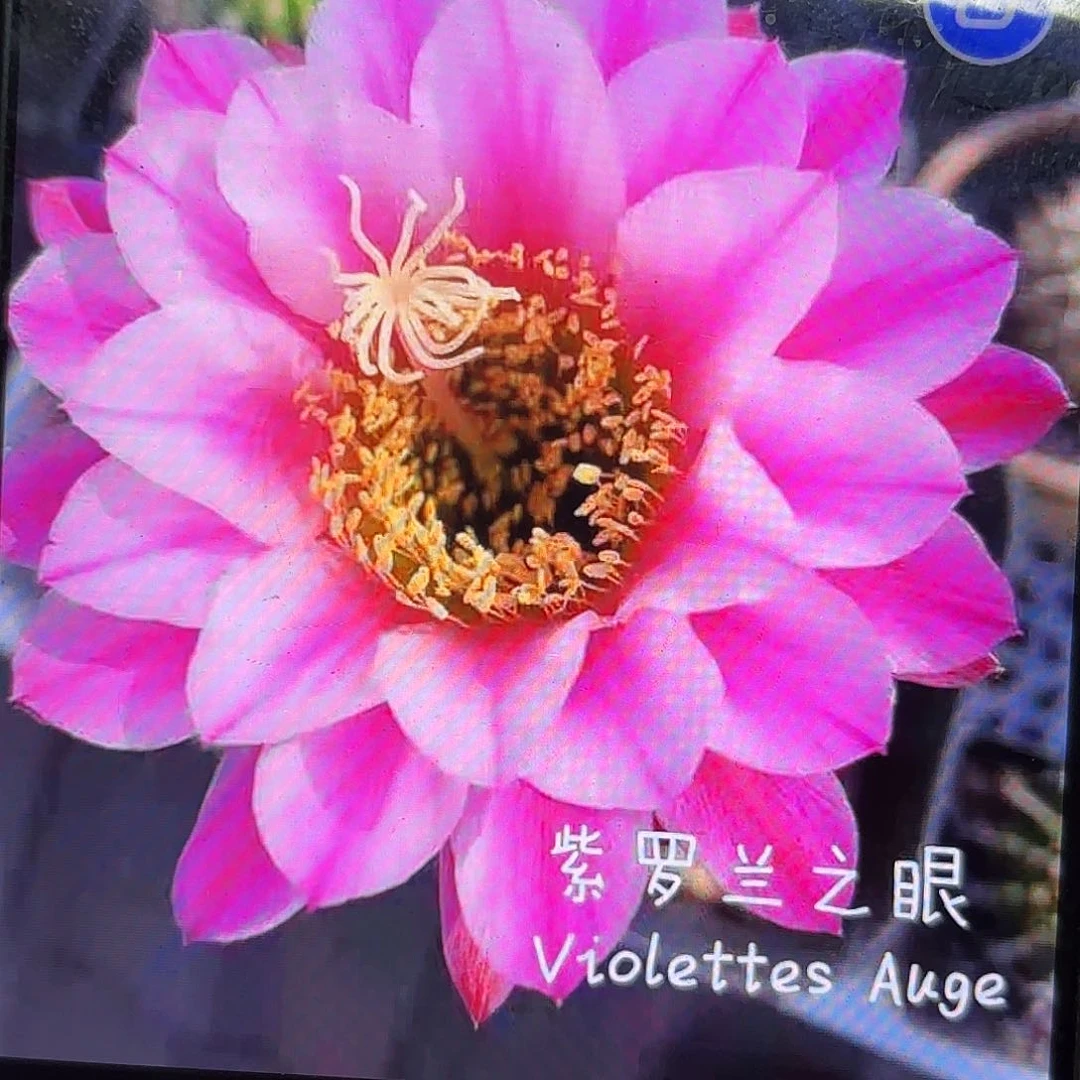 紫罗兰之眼毛侧牙20包邮仙人球2