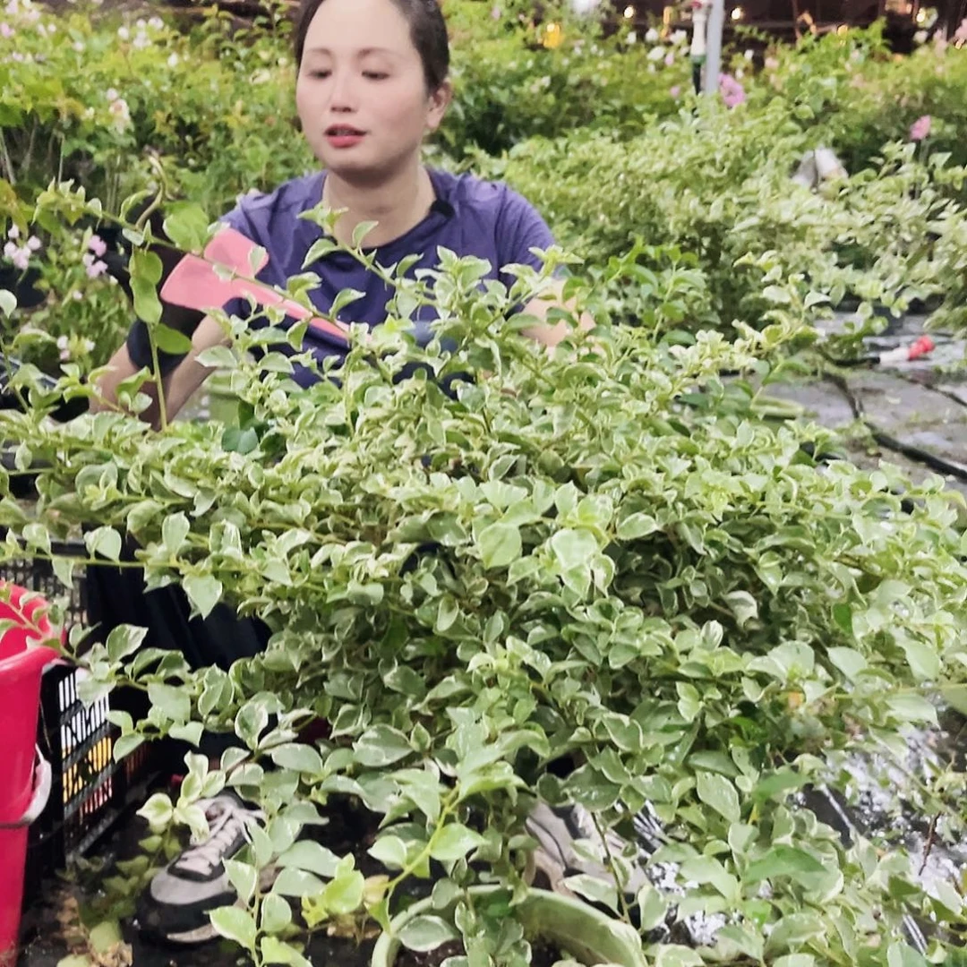 萝***莉大部分花苞少量开放E28少女心