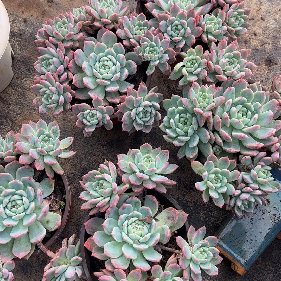 霜花多头造型精品