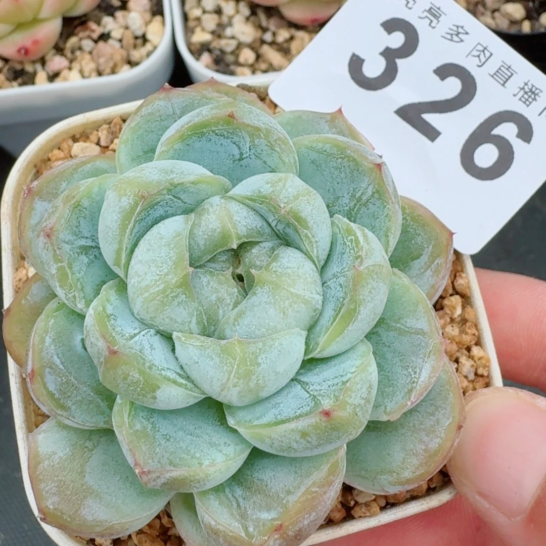 胖虎          开播福利