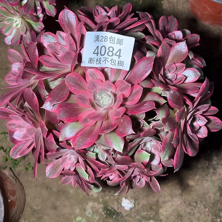 4084浣纱多肉植物