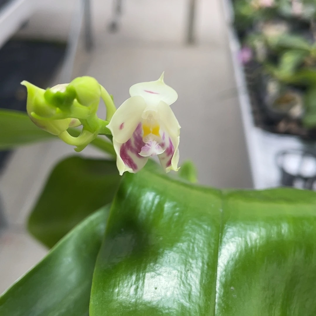 完全开放盾交米库爪哇 开花 536号