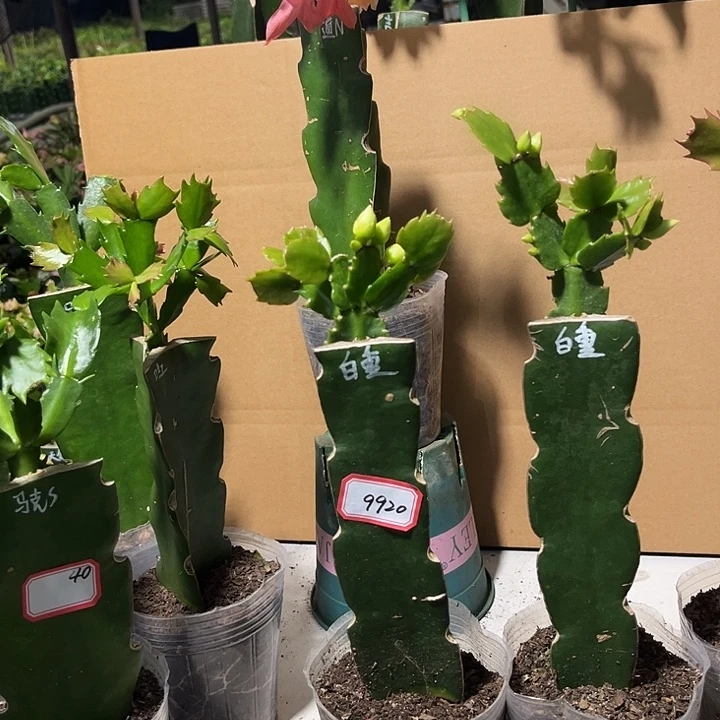 初***惠当前无花朵，栽培后可花朵白重