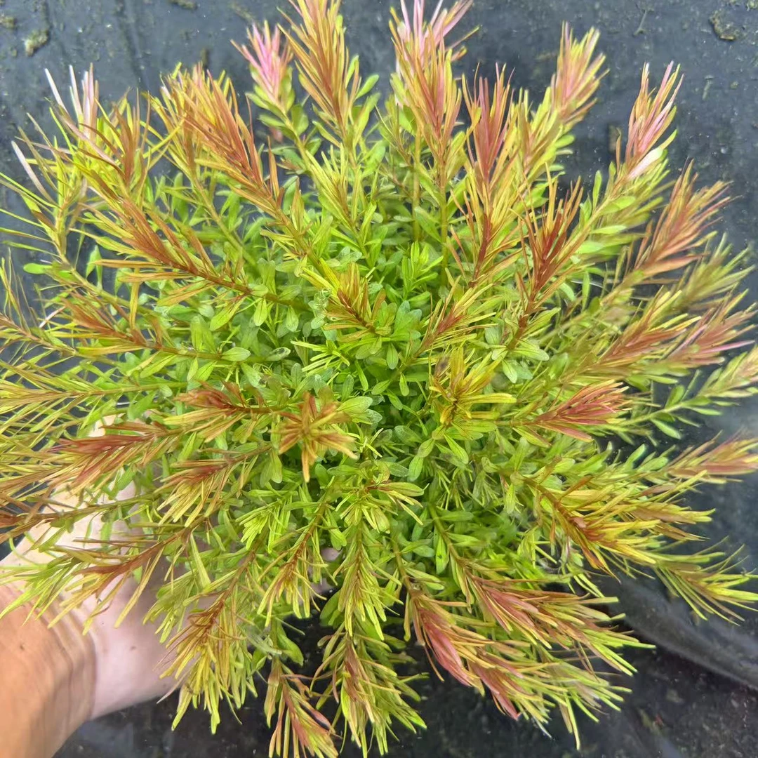 [十字牛顿]净水王水草鱼缸鱼缸造景中后景大坨淡水植物好养易活