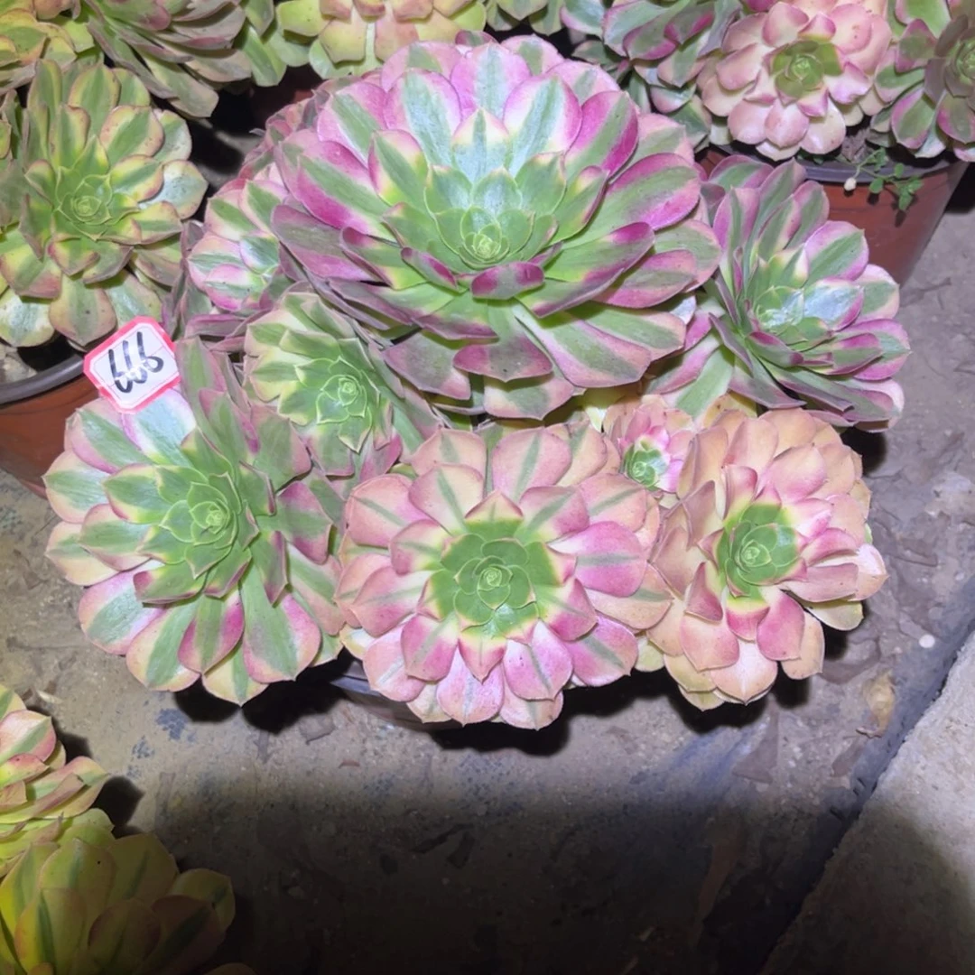 666多肉植物雨荷法师