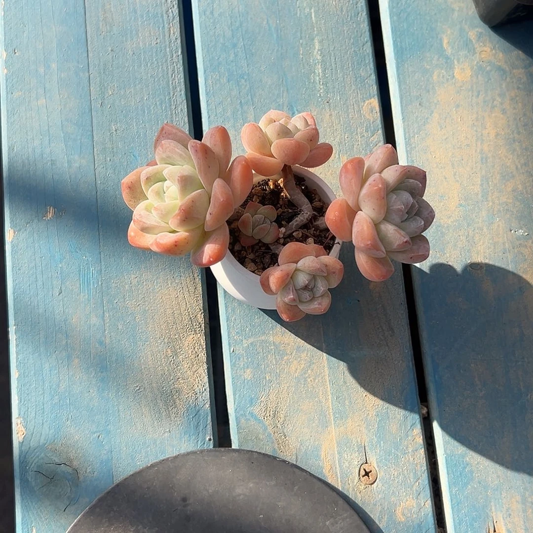 五头冰玉带盆发的时候