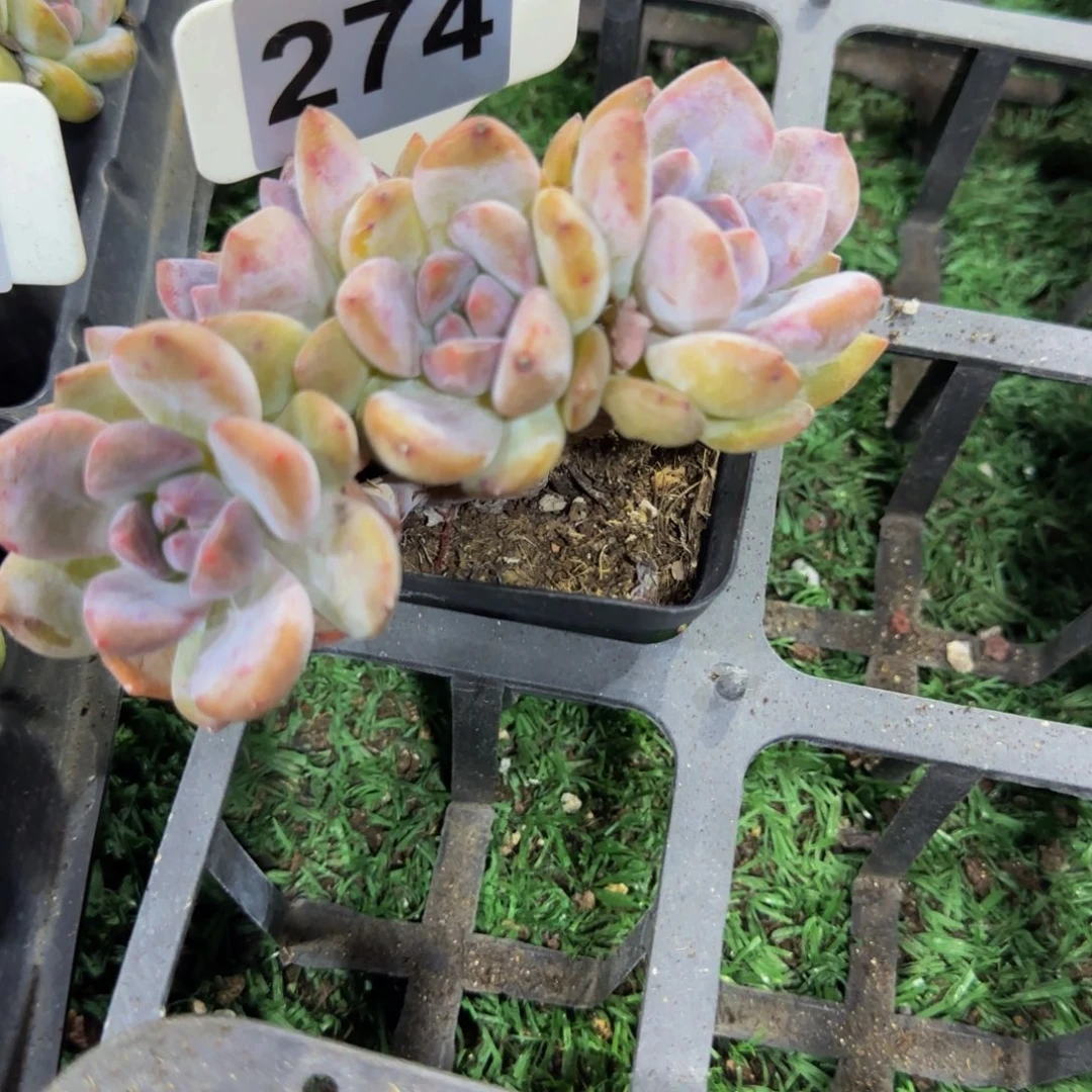 （***）274 号一物一拍特价福利