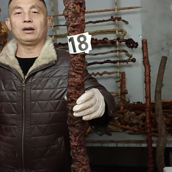 志***节香榧木高山 檬子木文玩料