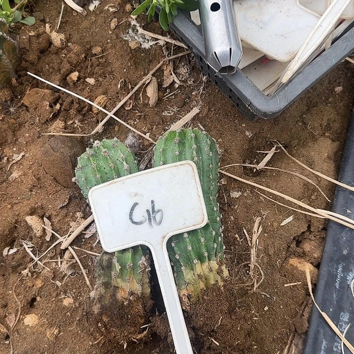 米***兔C16毛花牛怕怕毛花柱