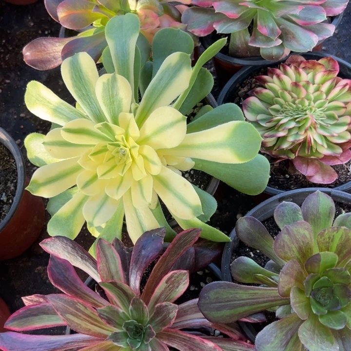 晴***海多肉植物863不售后