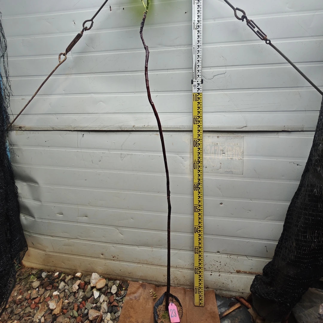 面包树面包果大杯苗23号罗蜜树马槟榔面磅树庭院大型绿植结果绿植