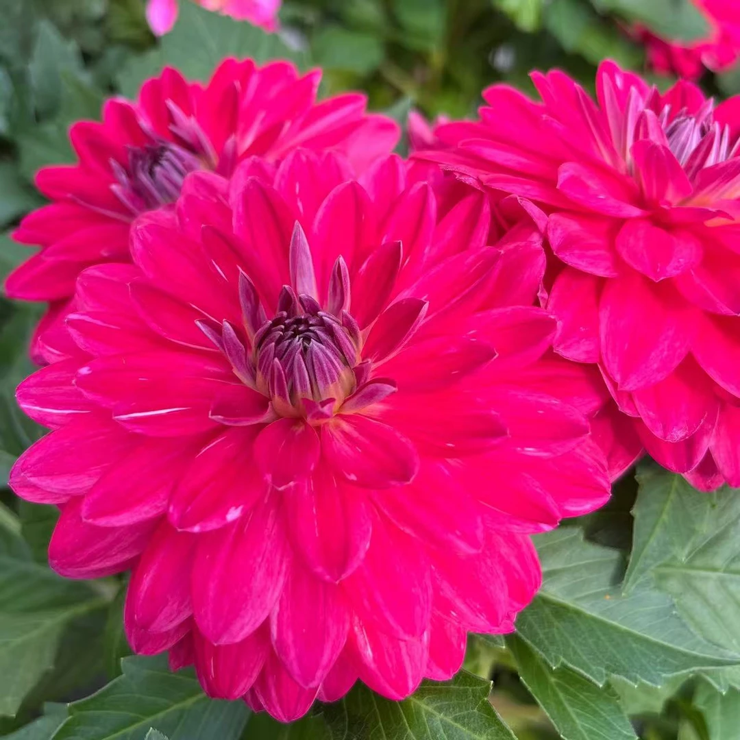 【水芙蓉】重瓣小丽花盆栽