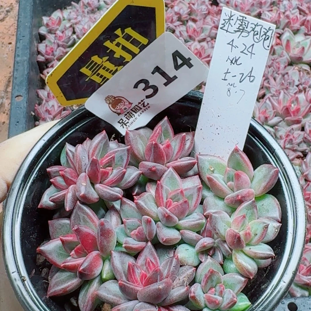 多肉植物多肉植物