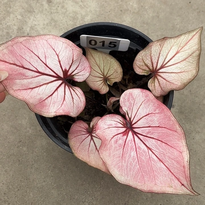 ?***✿15-0221小桃红彩叶芋广东现货