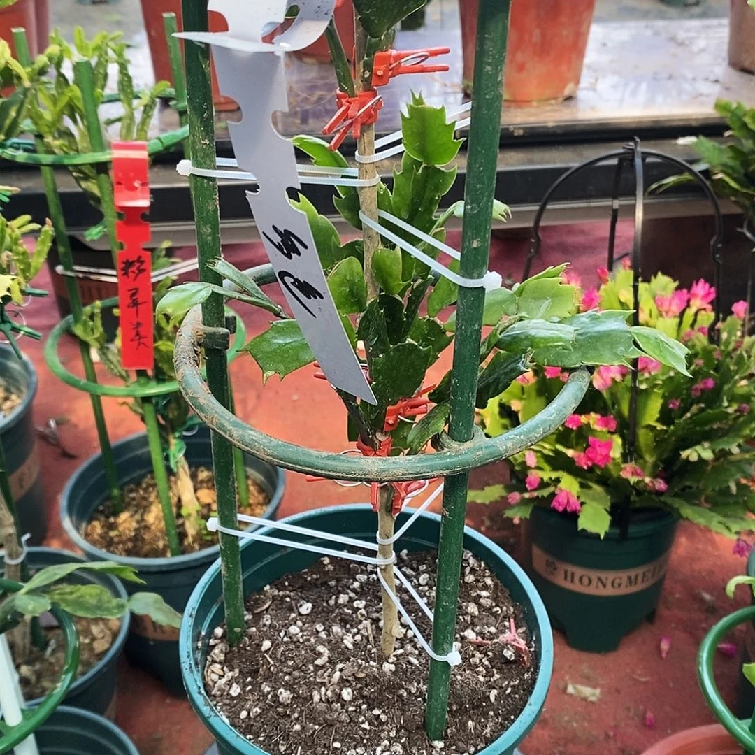回***伤无花朵福利款多色