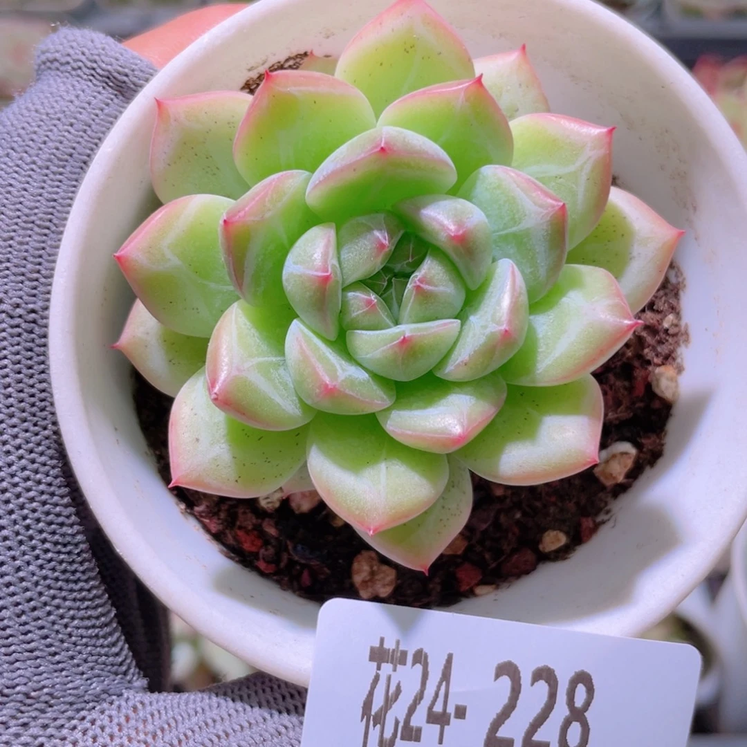 花利美24-228新品