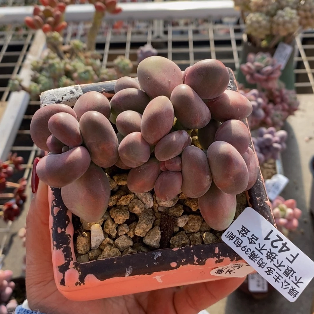 芒果奶酪421/8c m