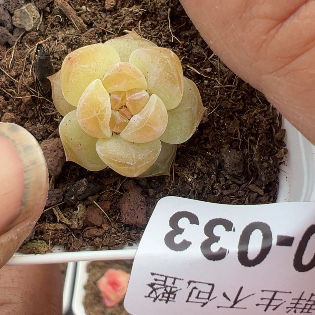 静*小卡拉米糖心一物一拍20-33