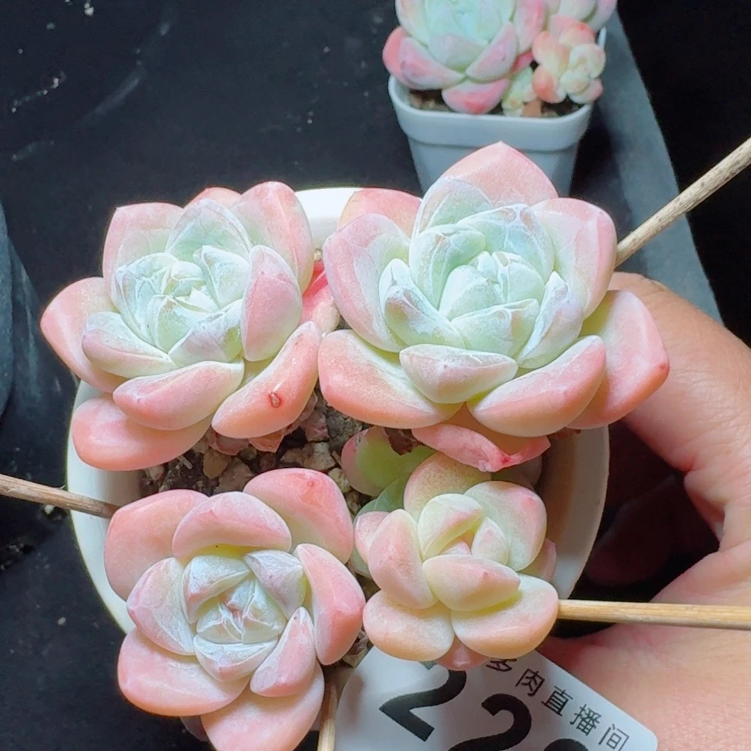 树桩冰玉            精美多肉植物