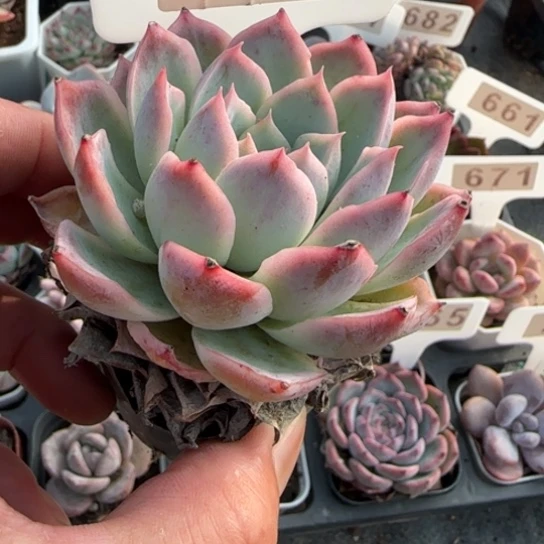 668海兰一物一拍多肉