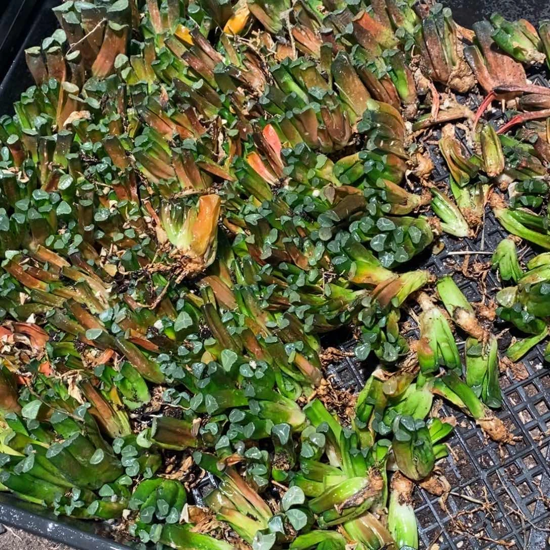 1350 一颗实生小万象 周末整点福利