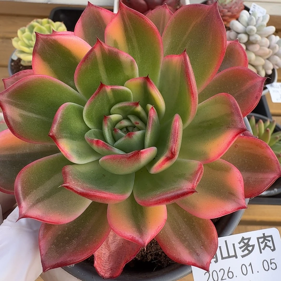 弗朗明戈锦11105-34