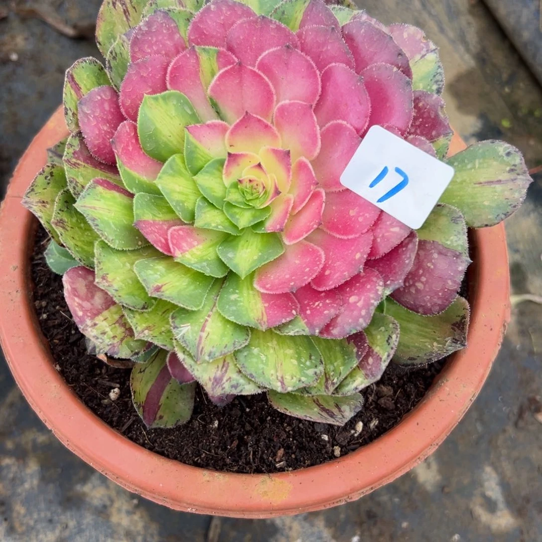 17知否多肉植物系