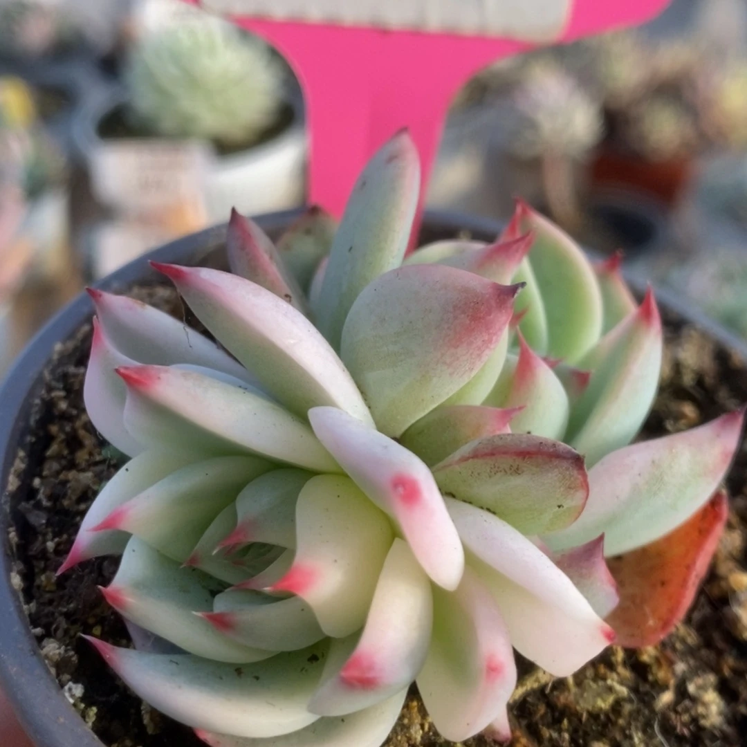 402锦锦锦锦锦锦锦