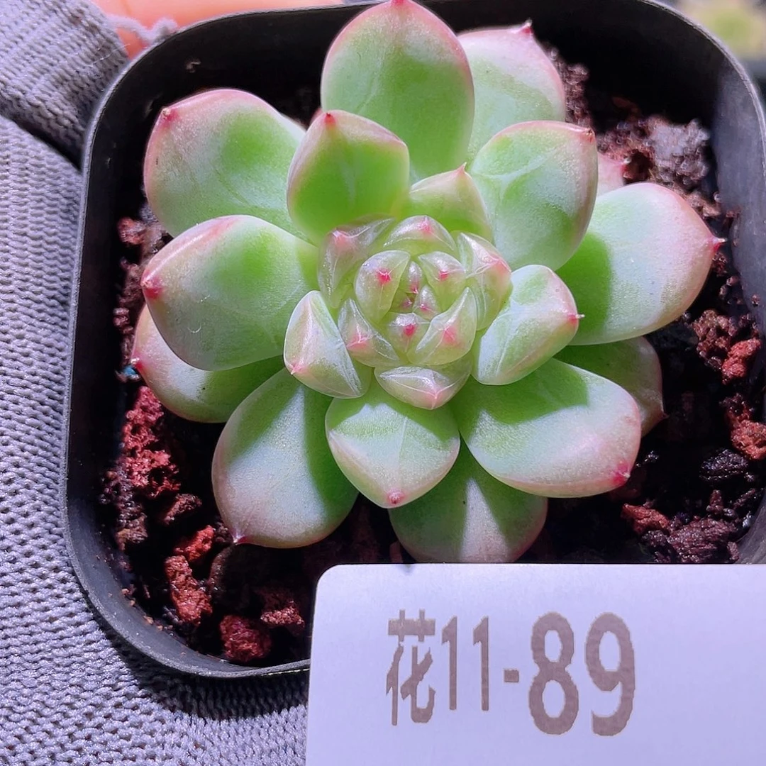 花利美11-89新品