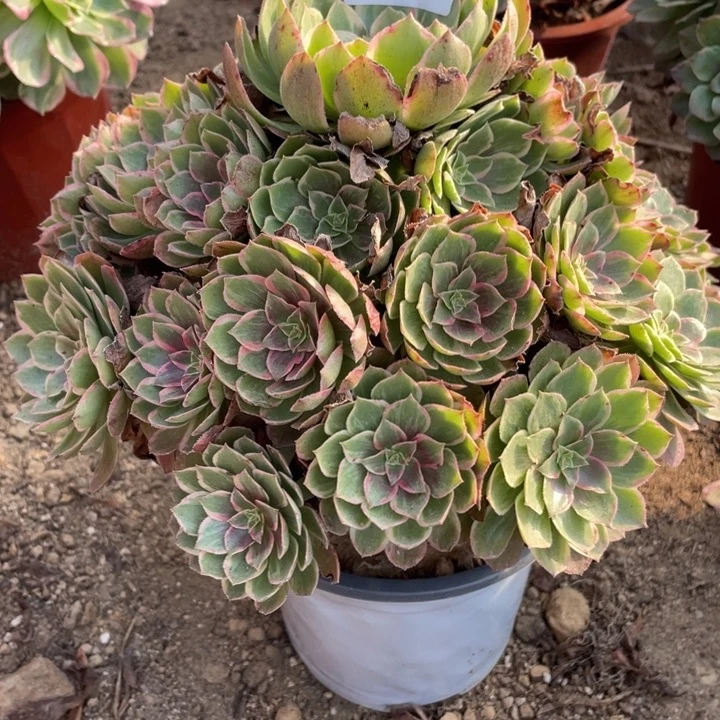 无花朵746多肉植物莲花座