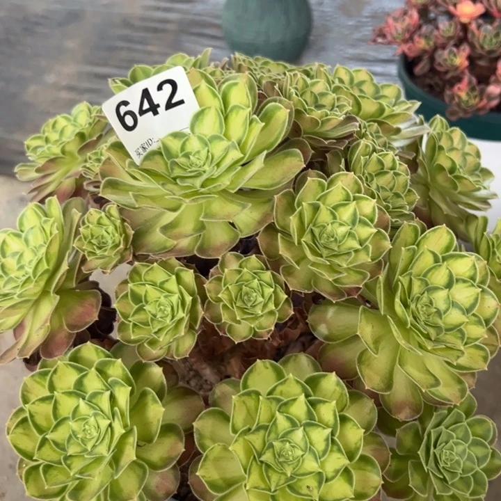 642韶华有断枝处理30厘米左右