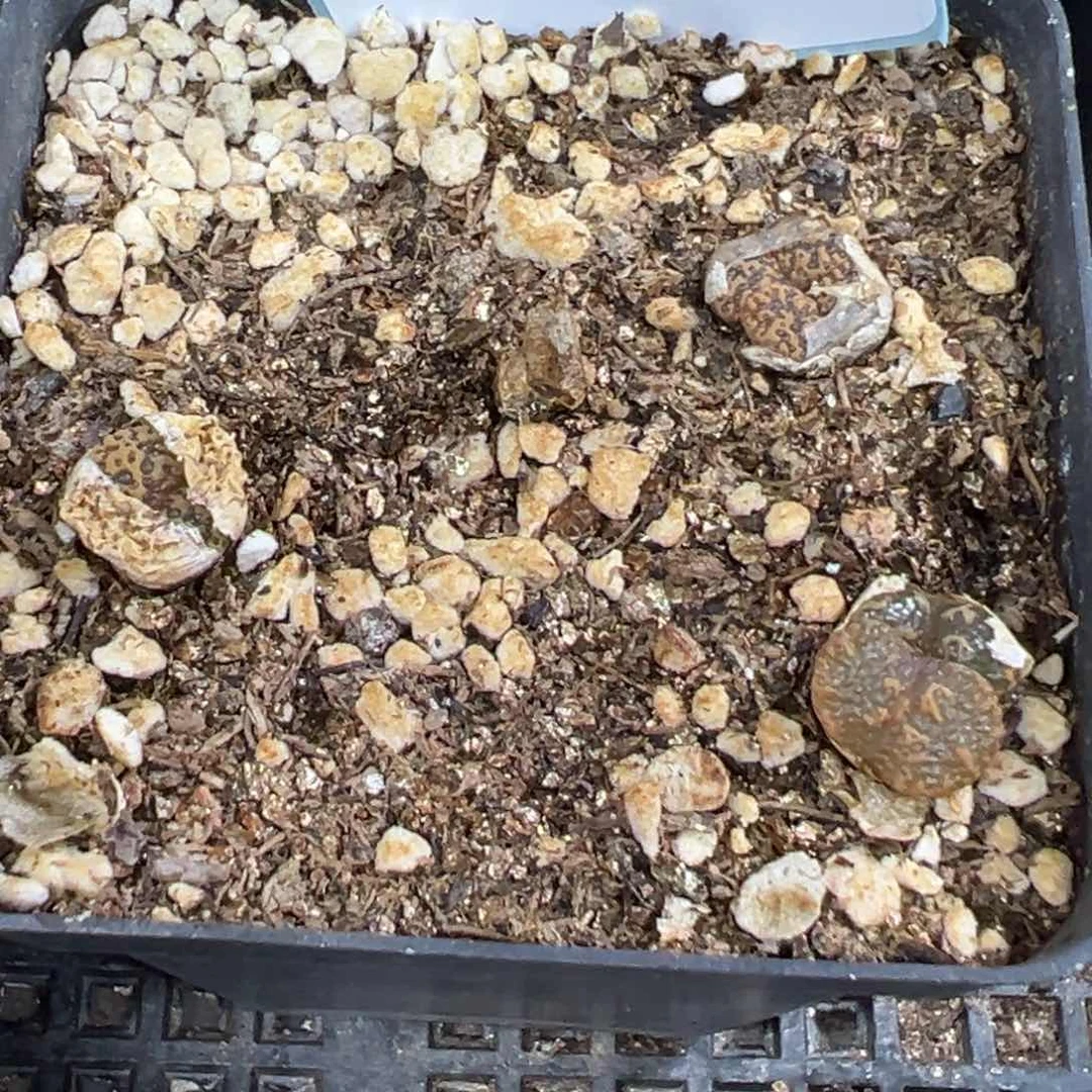 27-10肉锥多肉植物，