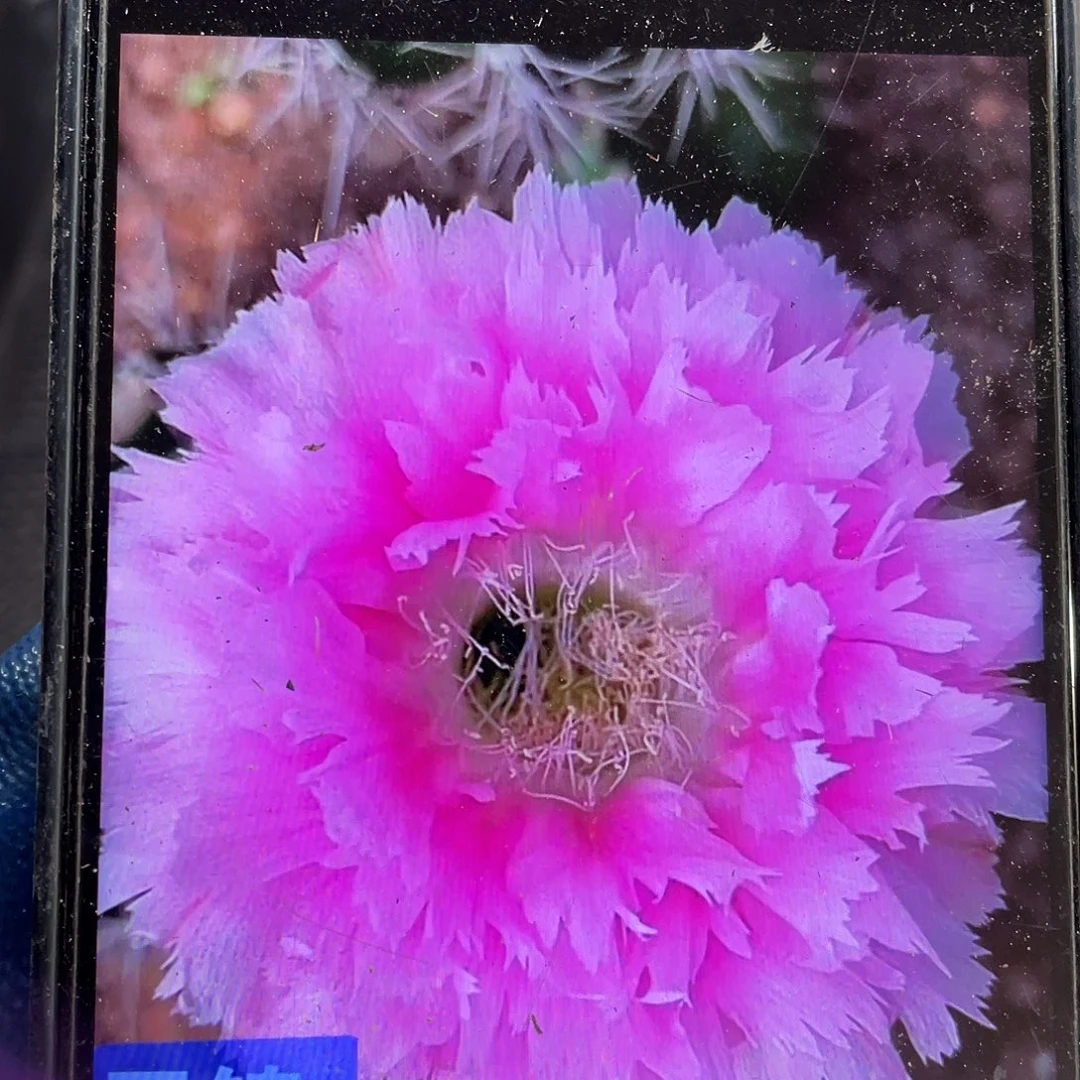 云锦侧芽歪4公分以上