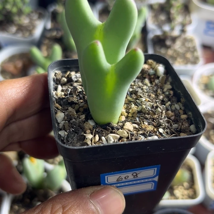 皮卡丘可爱多肉啊408