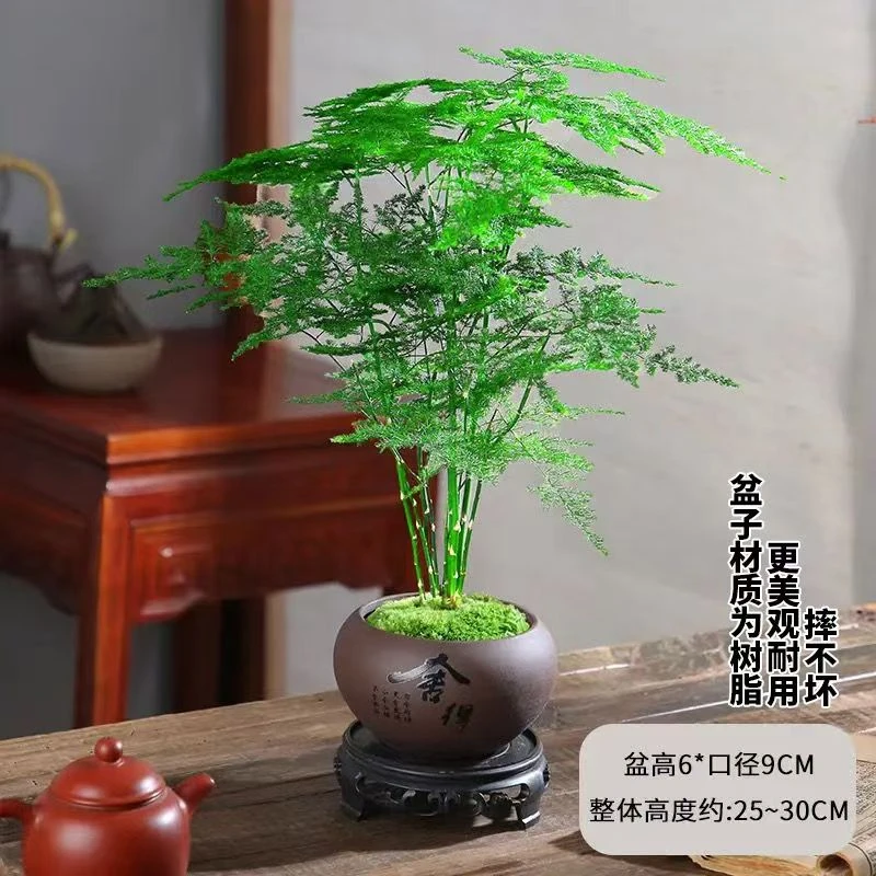 新疆包邮 盆栽文竹
