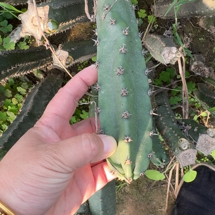 2个秀普15公分左右一个斑，20包邮