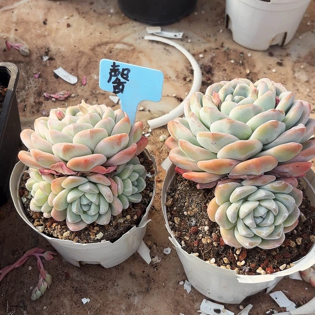 馨姐的两个冰玉好看