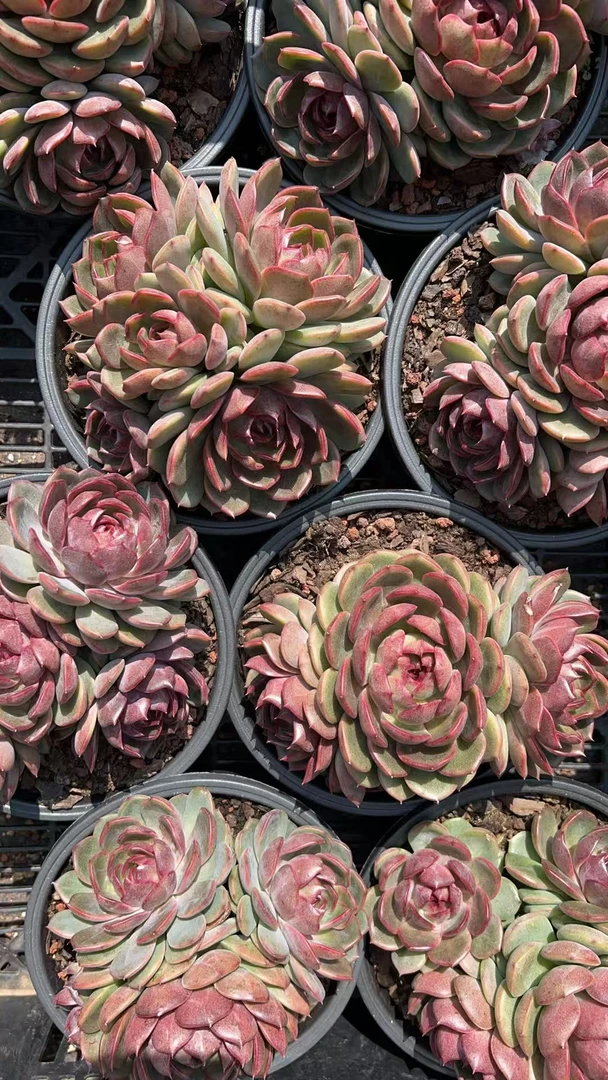 群生溜溜球  多肉绿植