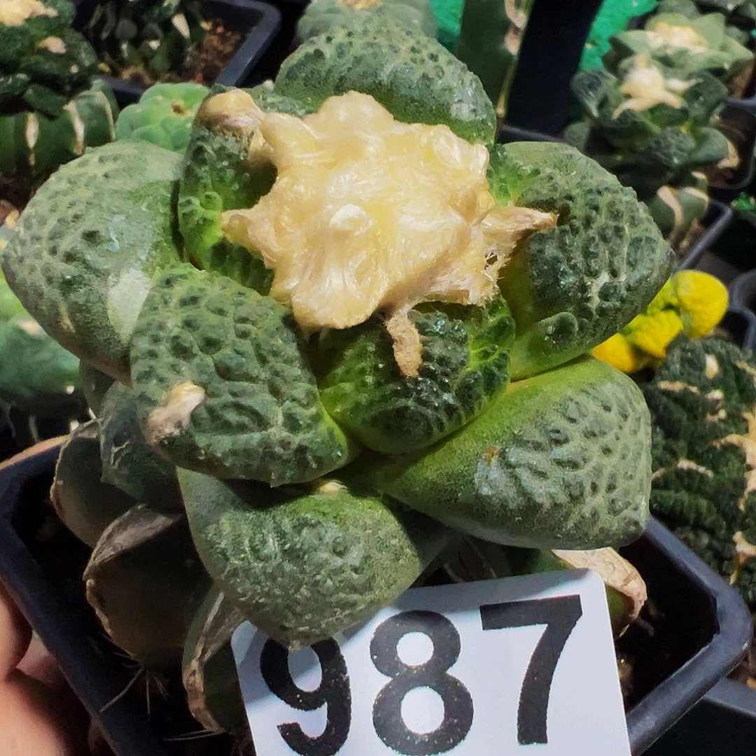 无花朵福利连山牡丹987