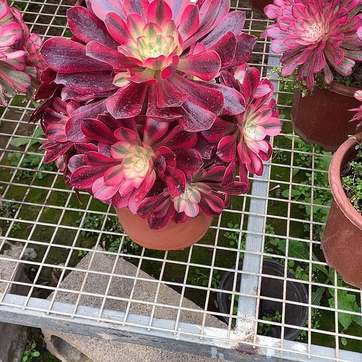 多肉法师多肉827 美杜莎