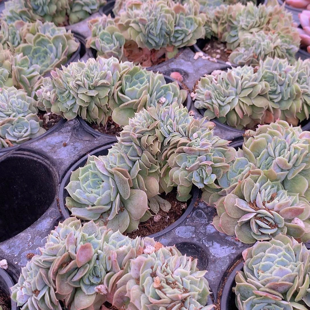 昂斯洛缀化3456788999000