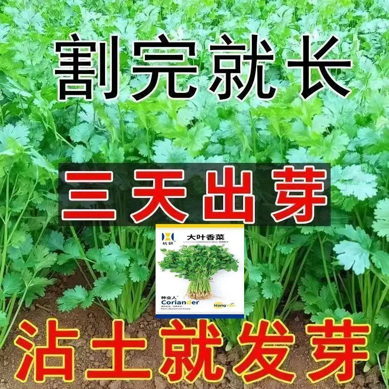 四季大叶香菜速生香菜浓香高产三天生香菜农家种香菜新鲜蔬菜大全