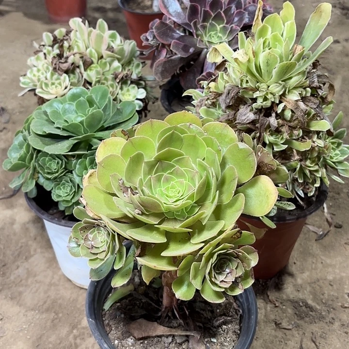 多肉植物法师5颗42