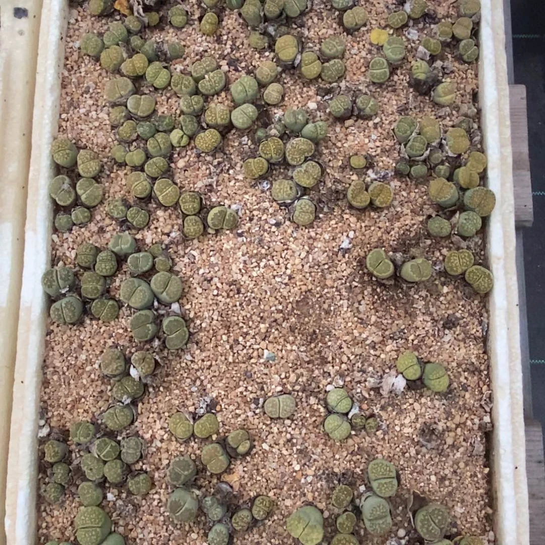 4432 绿福来一筐脱土发货