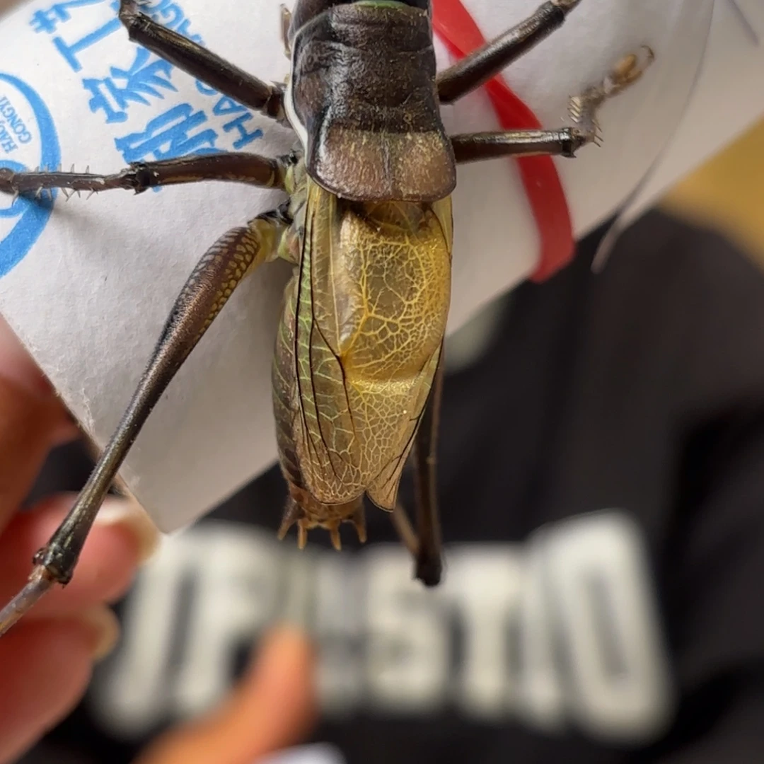 千***桃蝈蝈蝈蝈福福价格