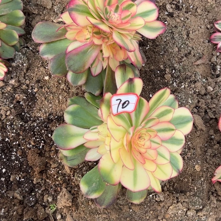 多肉植物70不售后